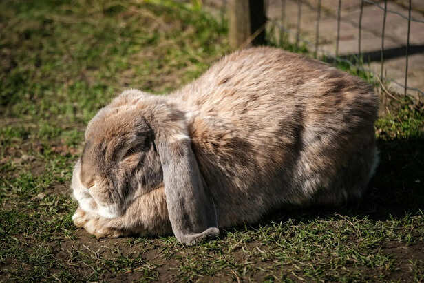 Majestic Flemish Giant Rabbit – The True Gentle Giant