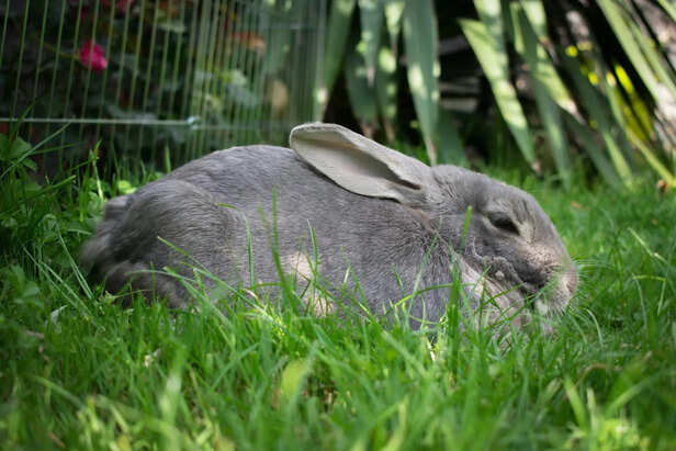 Continental Giant Rabbit in Natural Habitat