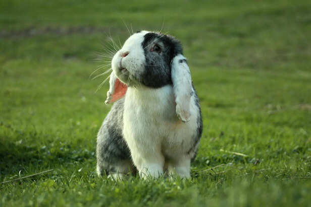 Adorable French Lop Rabbit with Signature Droopy Ears