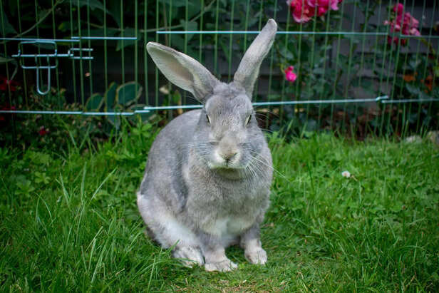 Soft and Plush Chinchilla Rabbit Close-Up