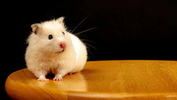 Handling and Taming Differences in Hamsters