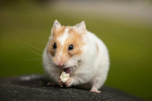 Housing Needs for Syrian and Dwarf Hamsters
