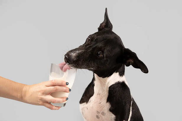 Dog Drinking Milk