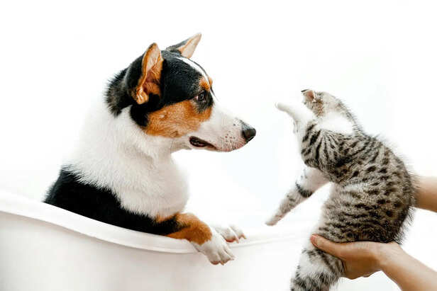 Vocal Communication Differences Between Dogs and Cats