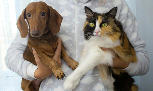 Decoding the Subtle Non-Verbal Language Between Cats and Dogs