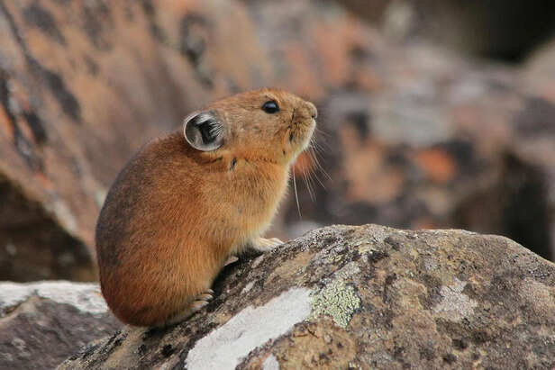 High-Altitude Habitat of the Pika in Mountain Regions