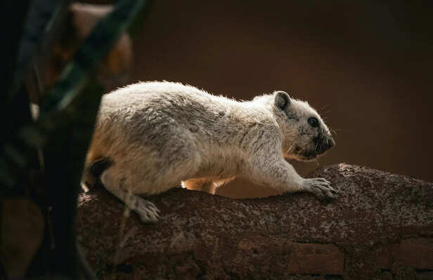 Pika in Cold Climate Environment in Snow Region