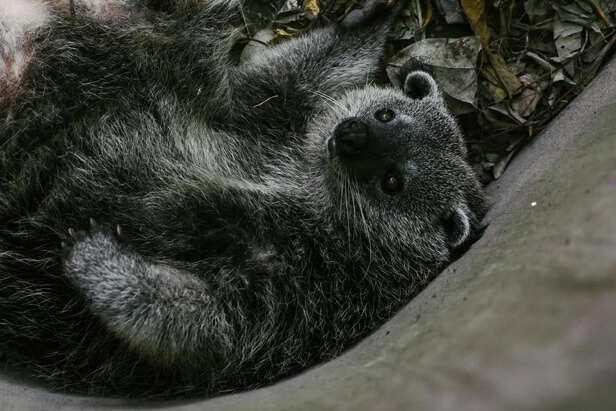 Binturong in Dense Southeast Asian Forest Habitat
