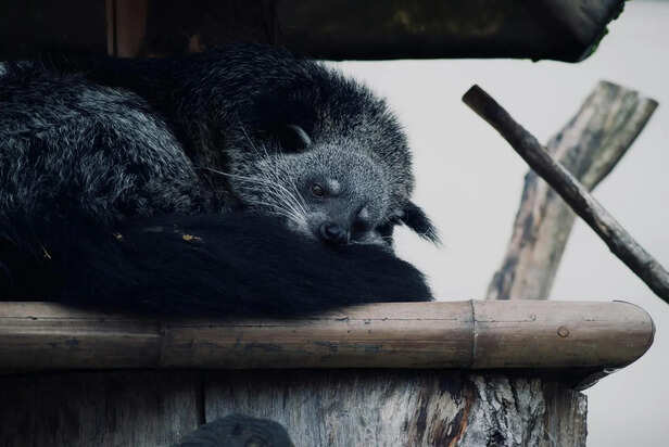 Binturong Resting on a Tree Branch in Rainforest