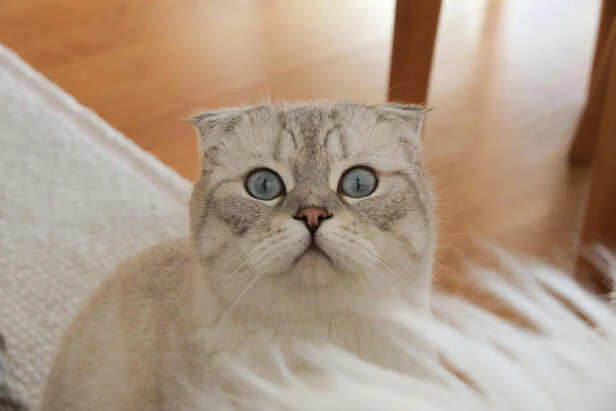 Nutrient-Rich Diet for Joint Health