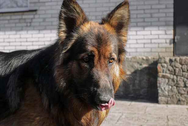 Crafting a Balanced and Protein-Rich Dietary Foundation For German Shepherd