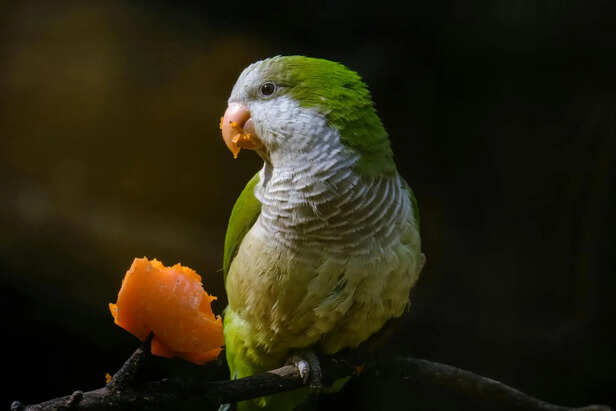 Active and Healthy Quaker Parrot
