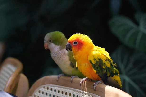 Early Signs of Fatty Liver Disease