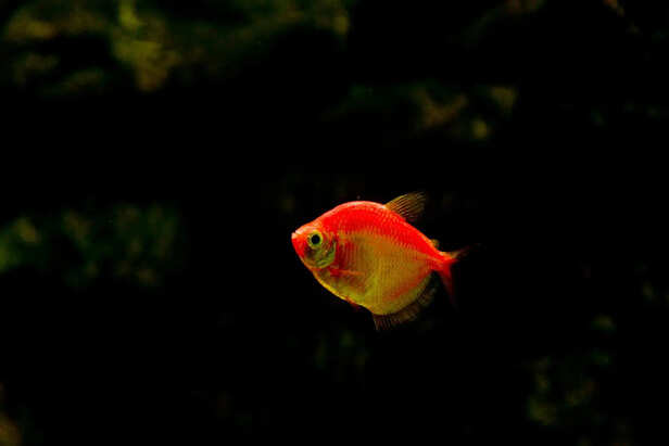 Fish with Signs of Illness