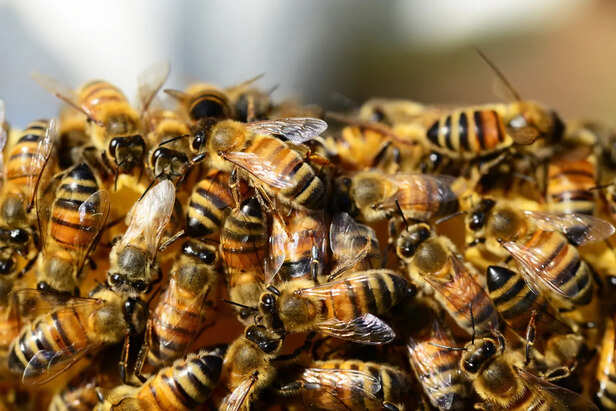 honey bees