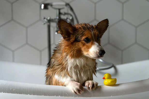 Dog Bathing Routine Mistake