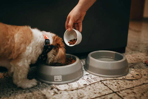 Fresh Foods for Pet Wellness