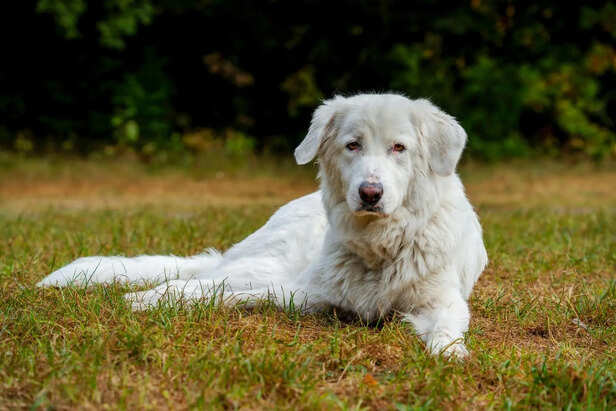 Bone Broth for Joint Support
