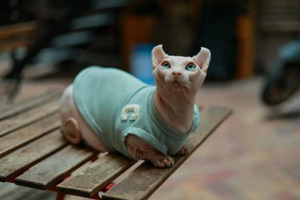 Sphynx Cat Enjoying Warmth
