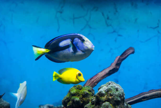 Colorful Saltwater Fish in Coral Reef