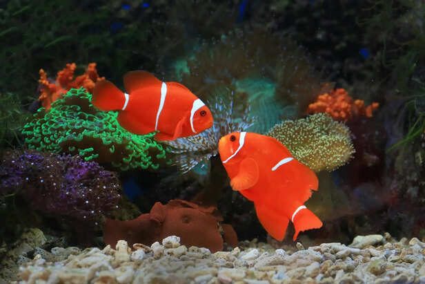 Marine Fish Surrounded by Coral Structures