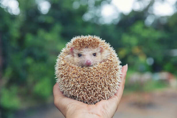 Newborn Hedgehog
