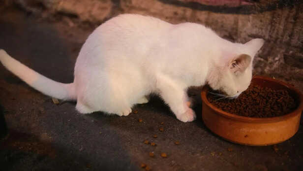 Homemade Holistic Pet Meal