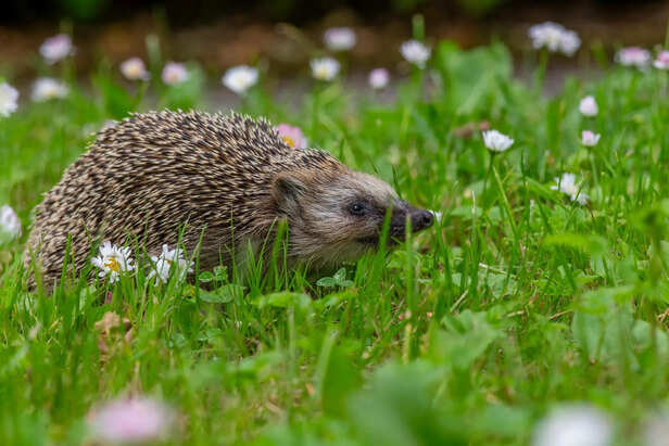 Gentle Handling of a Hedgehog