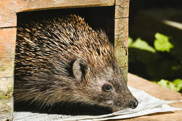 Feeding a Pet Hedgehog a Balanced Diet