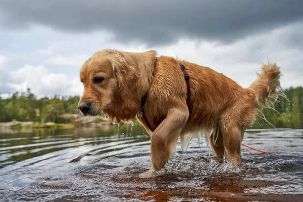 Pet Relaxing with Proper Summer Care