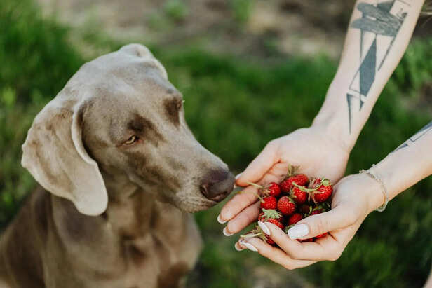 Cooling Fruits Safe for Pets