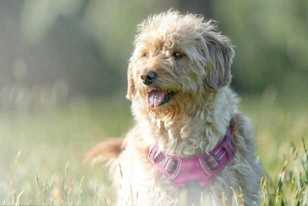 A sweet play on words for sun-loving dogs.