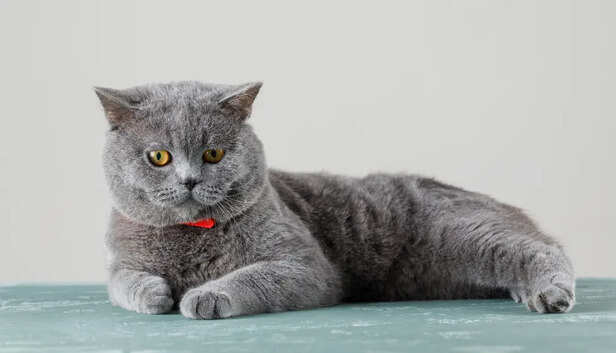 Russian Blue