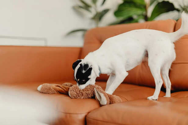 Dog Chewing Sofa Due to Boredom
