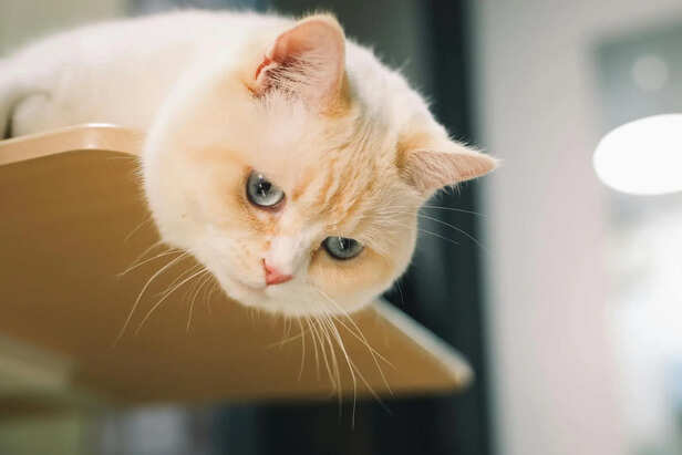 Munchkin Cat in Motion