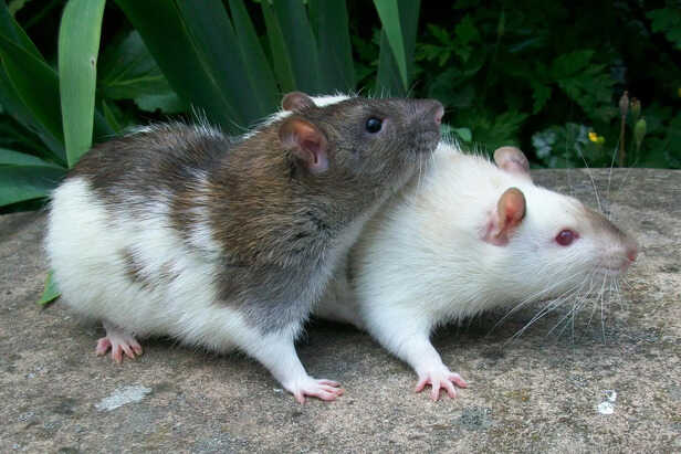 Pair of Dumbo Rats Bonding