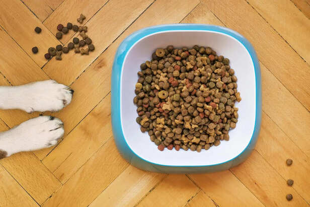 Healthy Pet Eating Functional Diet