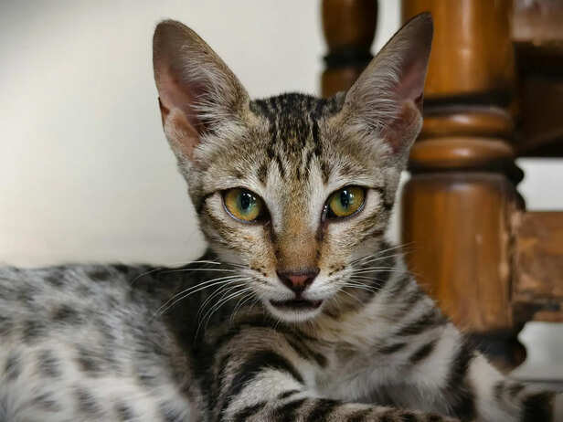 Savannah Cat Sitting Indoors