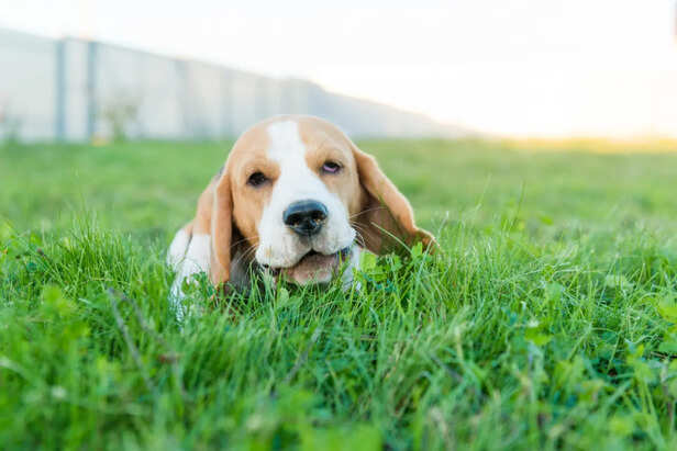 Dog in Outdoor Grass Area