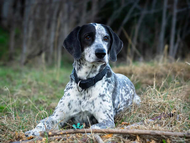 Catahoula Leopard Dog with Heterochromia