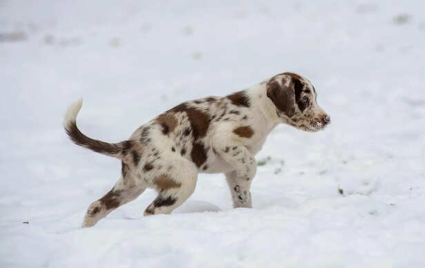 Catahoula Herding Livestock
