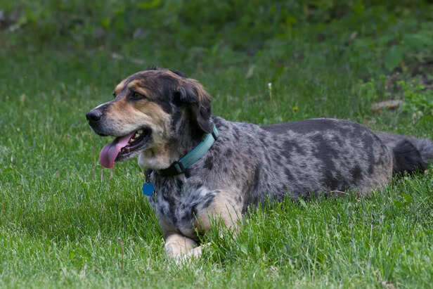 Leopard Pattern Coat Dog