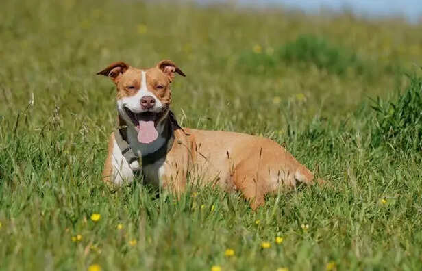 Why This Breed Gets a Bad Reputation