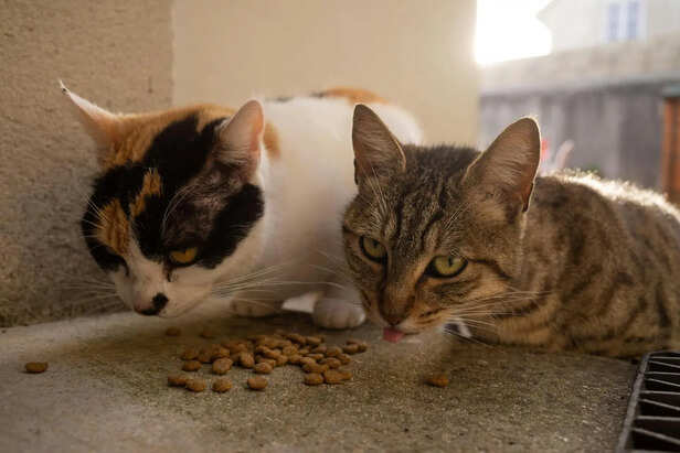 Evening Meal Routine for Cats