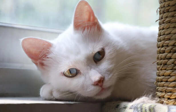 White Khao Manee Cat