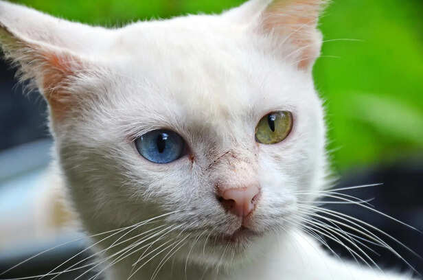 Royal Thai Cat Breed