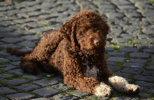 Lagotto Romagnolo Playing Outdoors