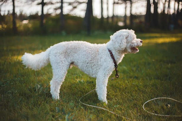 Lagotto Romagnolo Family Companion