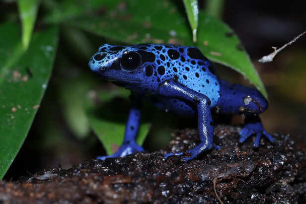 Blue Poison Dart Frog Close-Up