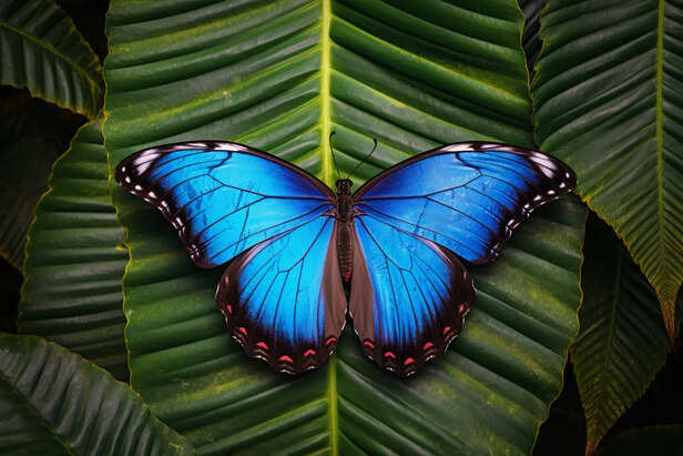 Blue Morpho Butterfly Wings